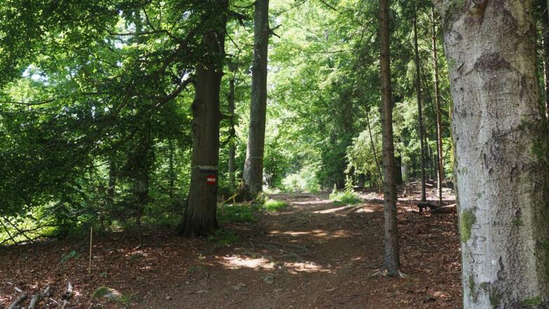 Trail hinauf zum Koglerauspitz