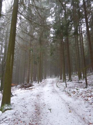 verschneite Waldwege