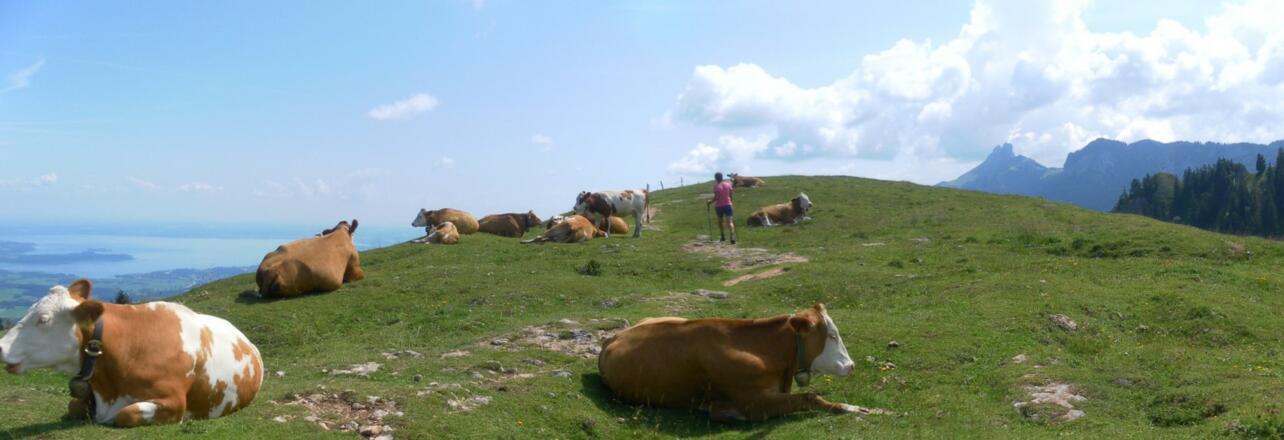 Laubenstein, Chiemsee und Kampenwand
