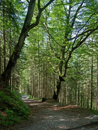 Beim Abstieg zur Wimbachbrücke