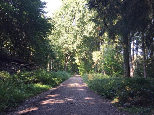 Durch den Buchwald nach Welshofen