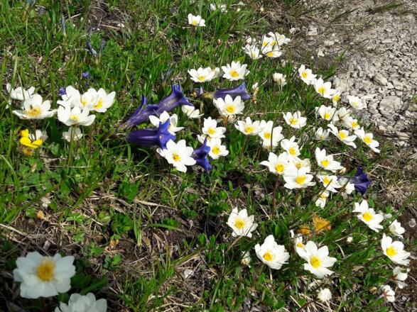 Wegrandblumen