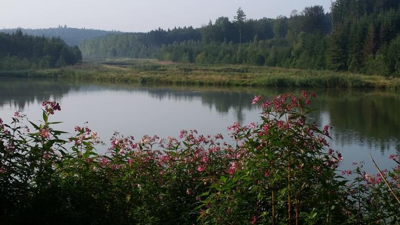 Fischweiher bei Burgwalden
