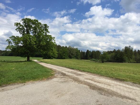 Abzweig Egenried -  Pollinger Weiher