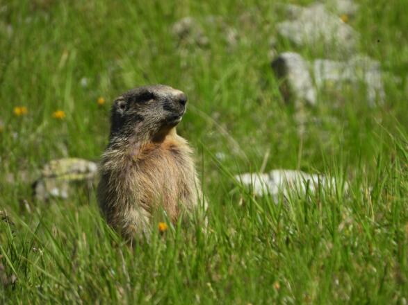 &quot;Wer kommt denn da?&quot;