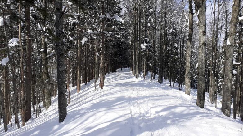 am flachen Kamm ~1100m