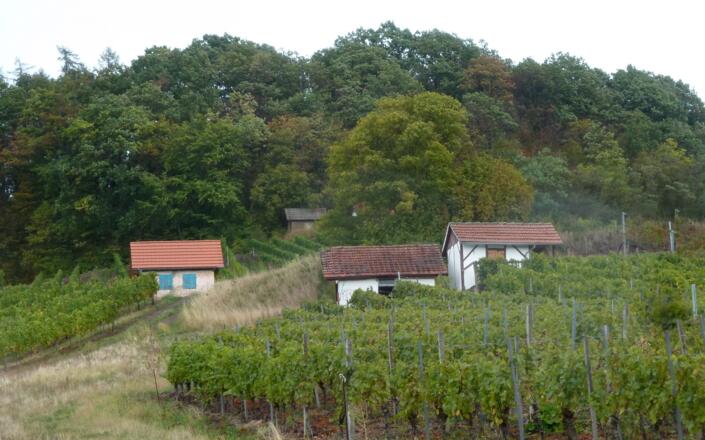 Weinlage "Donnersdorfer Falkenberg"