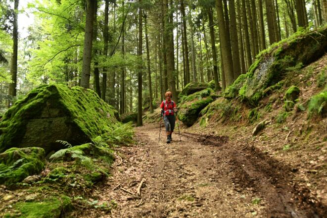 Großteils auf Forststaßen zur Ruine Klingenberg untewegs