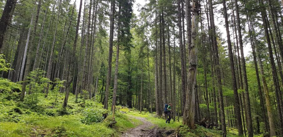 Aufstieg durch den Wald - bei Wallgau