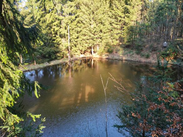 Teich im Wald