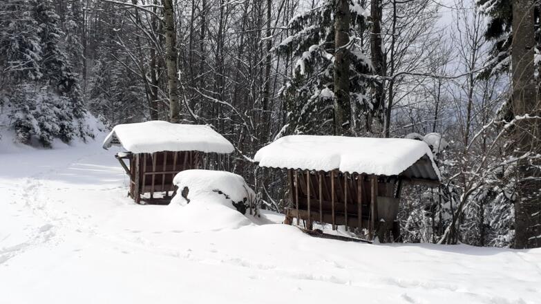 Futterstelle an der Forststraße um 905m