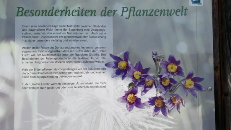 Info zur Küchenschelle am Bogenberg