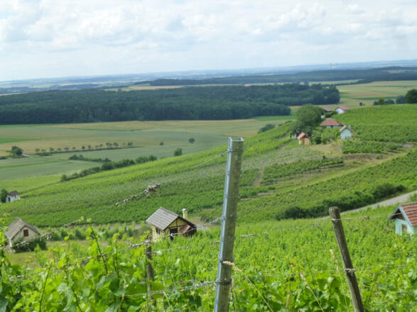 Weinpanorama Donnersdorfer Falkenberg