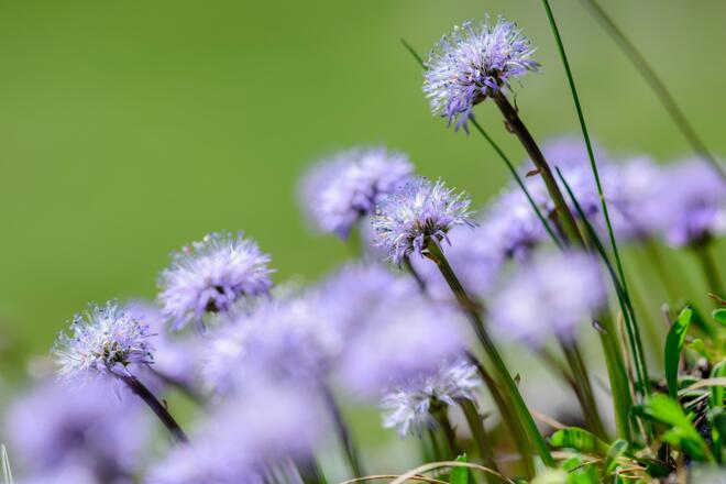 Kugelblume