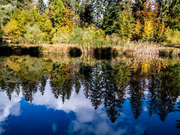 Spiegelung in einem Weiher kurz vor Pelletsmühle.