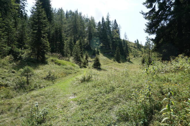 Steig in Neualmnähe