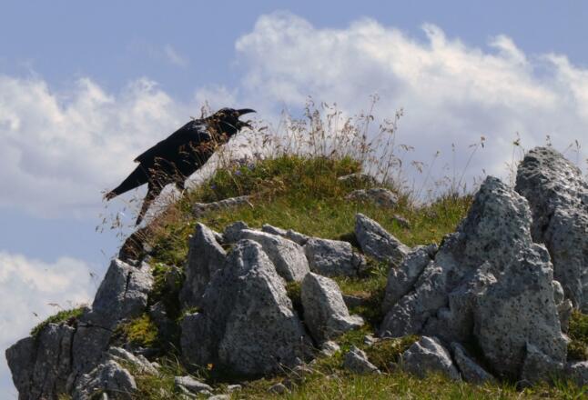 Krächzend besingt er die großartige Aussicht