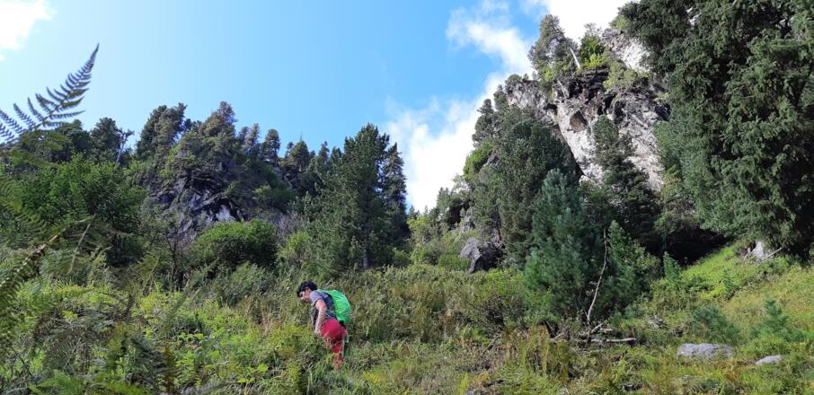 ... sehr häufig begangen - der sehr schmale Steig ist an vielen Stellen überwuchert und es ...