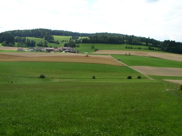 Eisenhut, dahinter am Kamm die tschechische Grenze