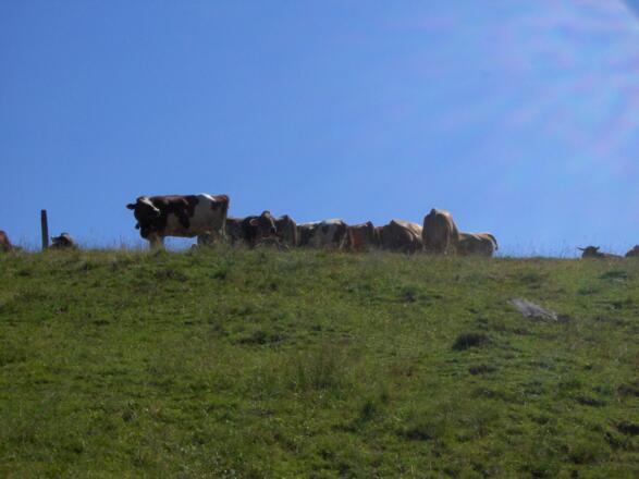Fleckvieh grast auf der Bergweide.