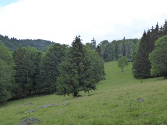 Landschaft bei České Žleby