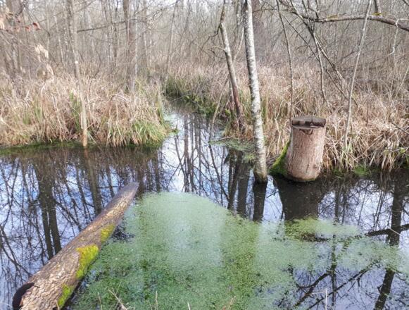 Mangroven im Rainer Wald