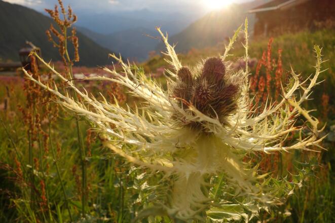 Distel im rechten Licht
