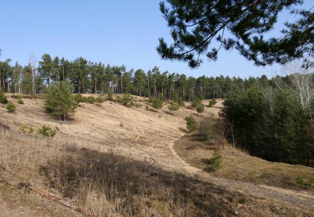 Dünenlandschaft