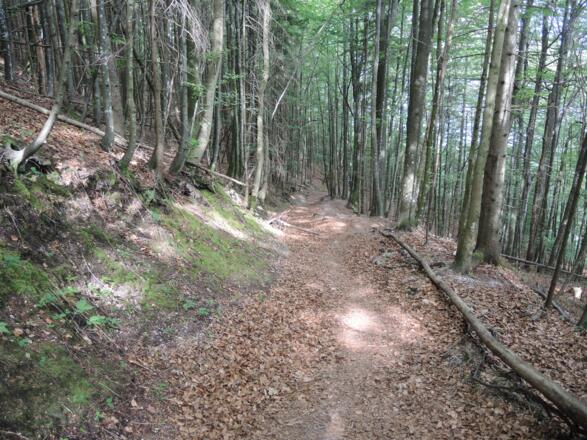 Auf schönem Weg geht es bergan.