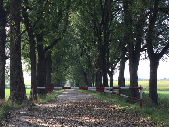 Allee zur Erzabtei St. Ottilien