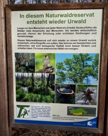 Urwald - Rainer Wald