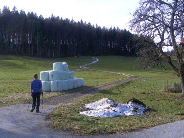 Nordflanke des Eugendorfer Bergs