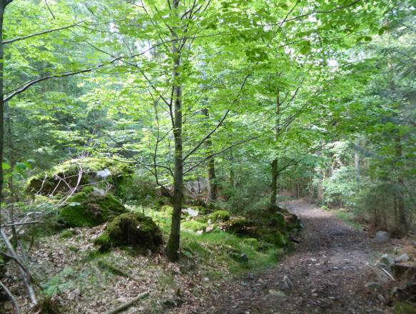 Waldwege im Tal vor Zinzenzell