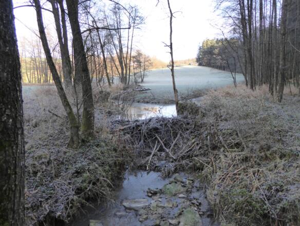 Piehlmühlbach