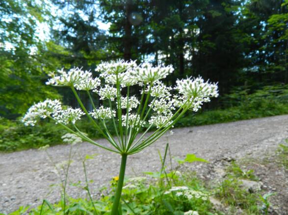 Schafgarbe neben dem Weg