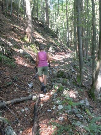 zwischen den Forststraßen