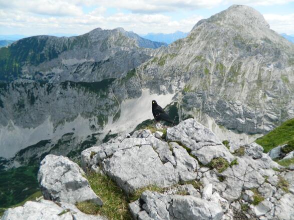 Dohle gegen Scheiblingstein