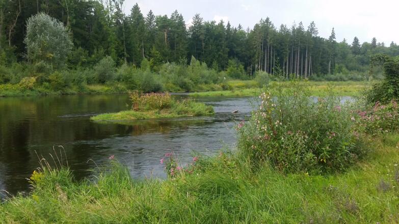 renaturierte Wertach