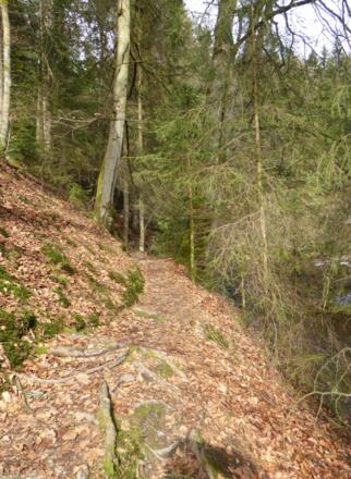 schöne Pfade durch das Höllbachtal