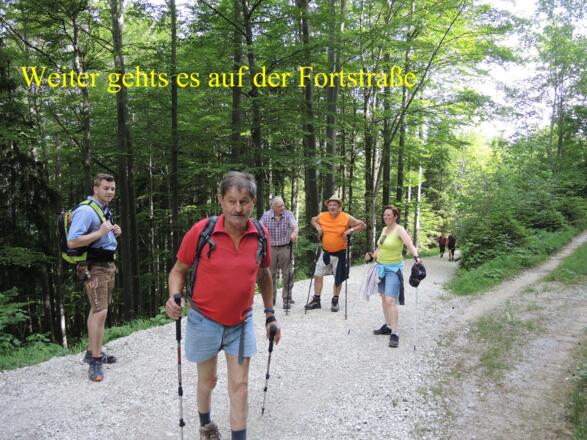 Der letzte Teil der Wanderung geht auf der Forststraße