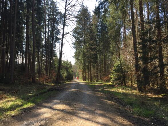 Altkirchner Weg durch Deisenhofener Forst