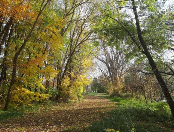 Herbstlaub an der Donau