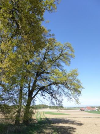 Blick auf Greißing