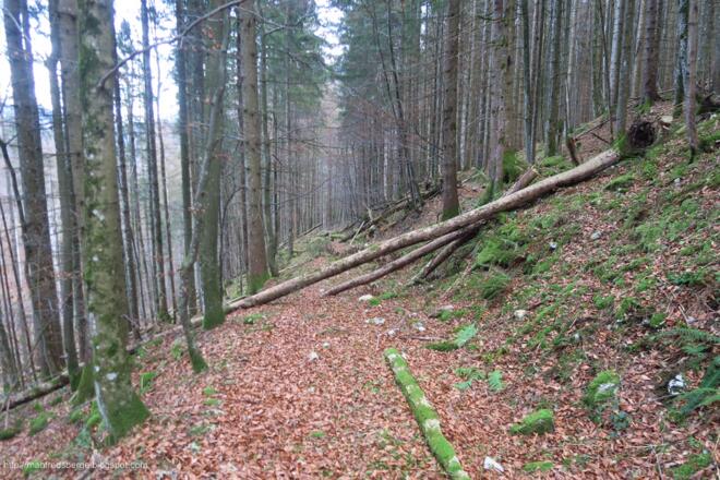 Am Wanderweg teilweise Windwurf