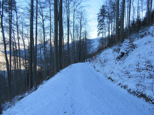 gutmütige Forststraße im Aufstieg