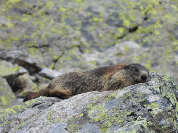 ...&quot;ich bin ja soooo müde!&quot;....