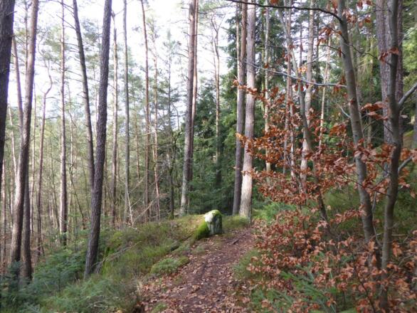 Waldpfad hinauf zum Pfaffenstein
