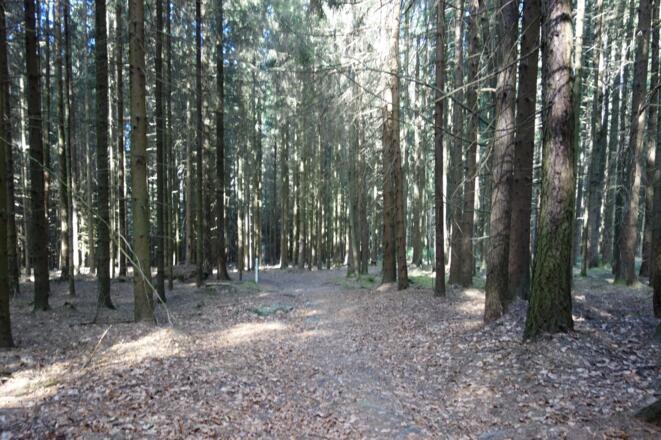 tolle Waldpfade