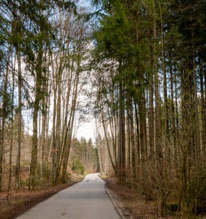 durch den Hofoldinger Forst