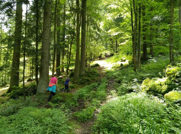 Weg im Wald